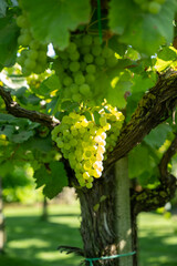 Bunches of white wine muscat grapes ripening on vineyards near Terracina, Lazio, Italy