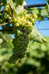 Bunches of white wine muscat grapes ripening on vineyards near Terracina, Lazio, Italy