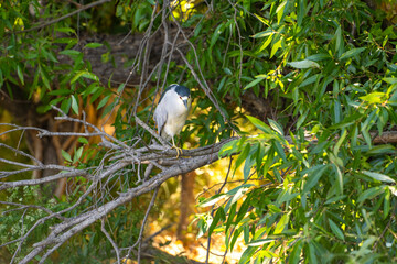 Black-crowned night heron (Nycticorax nycticorax) sits on a tree.	