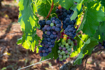 Bunches of red wine merlot grapes ripening on vineyards in Campo Soriano near Terracina, Lazio, Italy