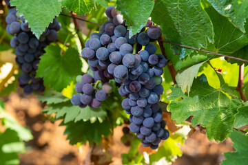 Bunches of red wine merlot grapes ripening on vineyards in Campo Soriano near Terracina, Lazio, Italy