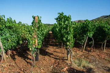 Fototapeta na wymiar Bunches of white wine grapes ripening on vineyards near Terracina, Lazio, Italy
