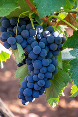 Bunches of red wine merlot grapes ripening on vineyards in Campo Soriano near Terracina, Lazio, Italy