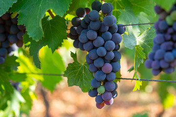 Bunches of red wine merlot grapes ripening on vineyards in Campo Soriano near Terracina, Lazio, Italy