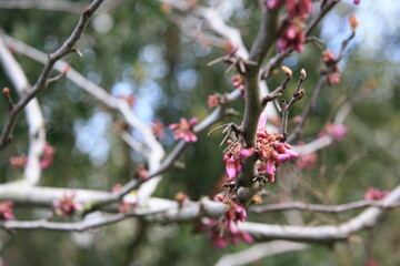 Pink buds on the branch. Sunny day, start of the spring.