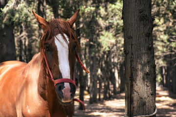 Fototapeta premium a healthy bright-skinned brown horse