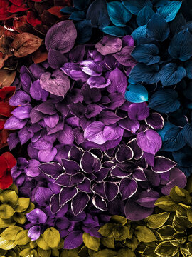 COLORFUL flowers abstract