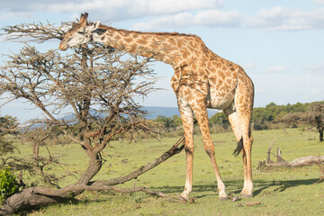 Naklejka na ściany i meble Giraffes on Kenyan Safari