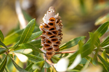 Banksia Integrifolia Seed Pod (Coastal Banksia)