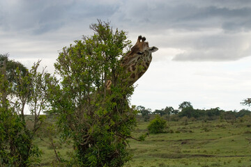 Giraffes on Kenyan Safari
