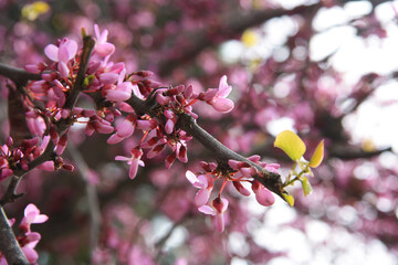 Pink buds on the branch. Sunny day, start of the spring.