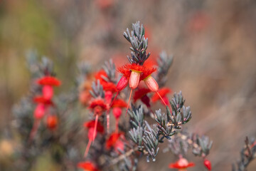Close-up of Flowering bush Verticordia mitchelliana (rapier feather flower). 
