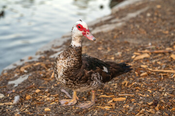 Red-Faced Musky Duck stands on the shore of Elizabeth Lake. 