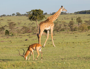 Giraffes on Kenyan Safari