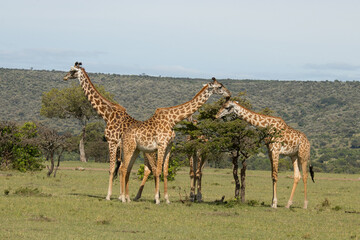Giraffes on Kenyan Safari