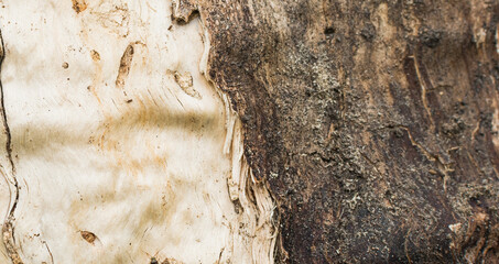 A fragment of an old rotted tree