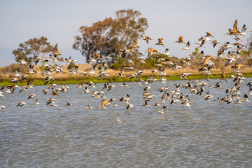 A large flock of American Avocets (Recurvirostra americana) takes off over the lake.	