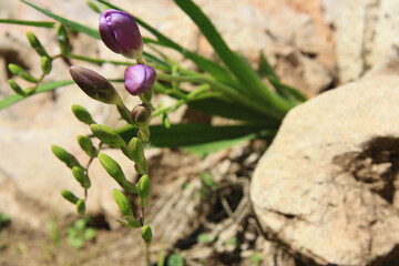 Purple freesia buds, among the stones of the park. Flower growing between stones