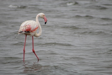 Obraz premium Bird life at the coast 