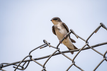A tree swallow sits on an iron fence. Wildlife photography.	