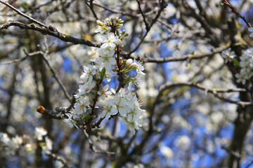 White buds on blue sky. First spring flowers, sunny day.