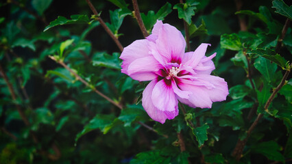 Macro shot of pink, purple flower in the garden