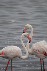 Bird life at the coast 