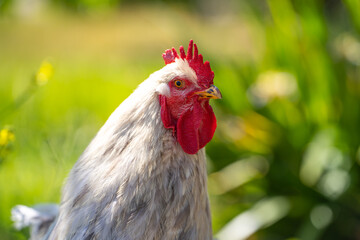 Close up of rooster head.  
