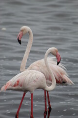 Bird life at the coast 