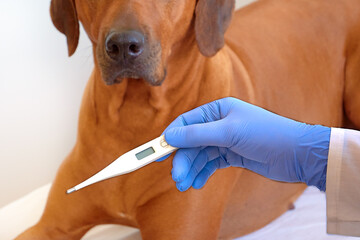 Close up veterinarian holding thermometer after measuring dog's temperature