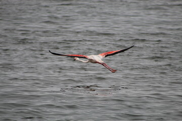 Bird life at the coast 