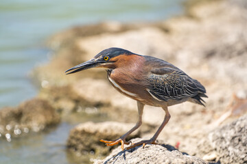 Green heron (Butorides striatus) stands on a stone in a lake.