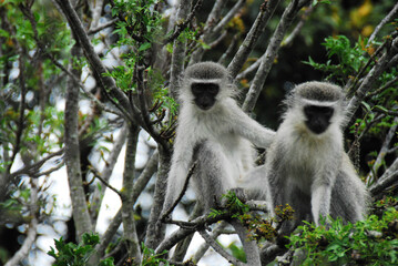 Africa- Close Up of Two Cute Wild Vervet Monkeys Looking at the Camera From a Tree