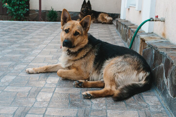 German Shepherd lying outdoors on the tiled floor with another Shepherd in the background