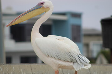 Bird life at the coast 