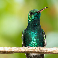  esmeralda zunzún​ (Chlorostilbon ricordii) © Yadiel Veunes