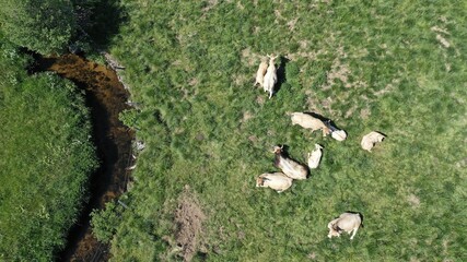 survol de l'Aubrac en Auvergne