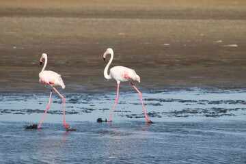 Bird life at the coast 