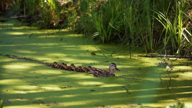 A family of ducks swims about their business on the city pond overgrown with duckweed and other vegetation. Duck hunting bird in an urban setting with a brood of little ducklings. 