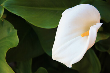 Calla lily. White calla on blurred green leaves background.