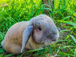Bunny rabbit on the grass. Close up.Rabbit on a green grass in summer day. Cute little Easter bunny in the meadow. Green grass under the sunbeams. little hare sitting in the grass.