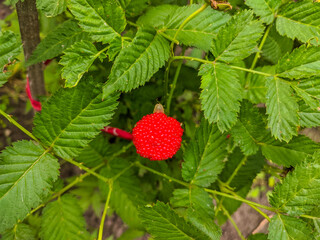 Roseleaf bramble.Roseleaf Bramble (Rubus rosifolius) on the bush.Rose-leaf Bramble in the native...