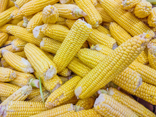 Corn on the cob corn background.Corn on the counter.Close up capture . Photography of corn product. Pile  ripe after harvesting. Sweet picture.