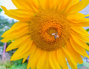 Naklejka premium Close up of sunflower on green background.Close up Sunflowers and flying bee with mountains background.Honey Bee pollinating sunflower. Sunflower field in background.Sunflower and bee.