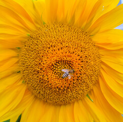 Obraz premium Close up of sunflower on green background.Close up Sunflowers and flying bee with mountains background.Honey Bee pollinating sunflower. Sunflower field in background.Sunflower and bee.