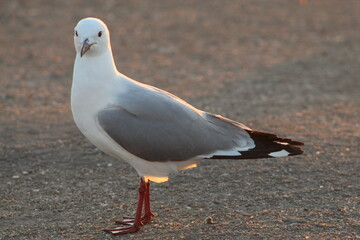 Bird life at the coast 