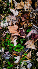 Autumn feelings IIII