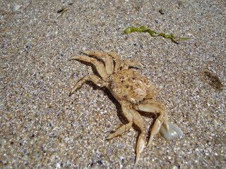 crab on the sand
