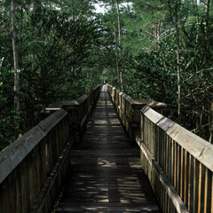 Fototapeta na wymiar boardwalk in the forest