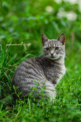 cat on the grass